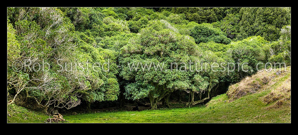 Image of Mahoe trees (Melicytus ramiflorus) on mahoe forest edge, New Zealand (NZ) stock photo image