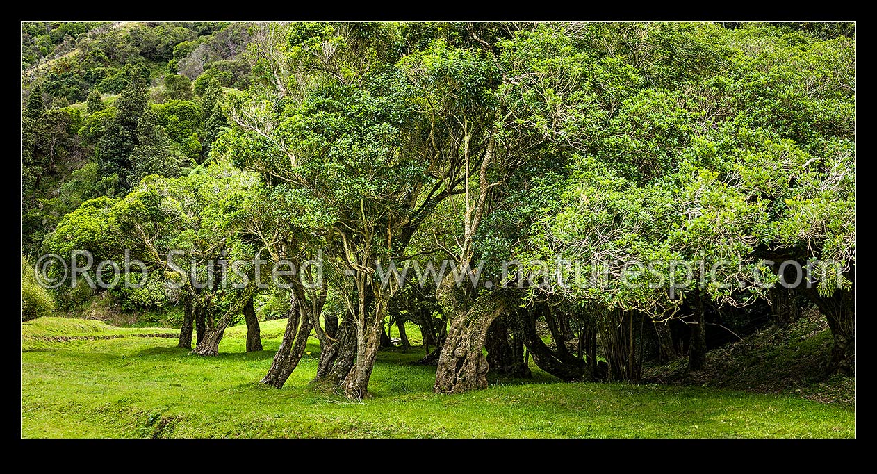 Image of Mahoe trees (Melicytus ramiflorus) on mahoe forest edge, New Zealand (NZ) stock photo image