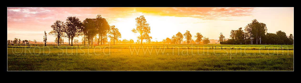 Image of Rural sunset across the Hokitika River plains near Kokatahi River. Lush dairy farmland with large remnant native kahikatea trees silhouetted. Panorama, Kokatahi, Westland District, West Coast Region, New Zealand (NZ) stock photo image