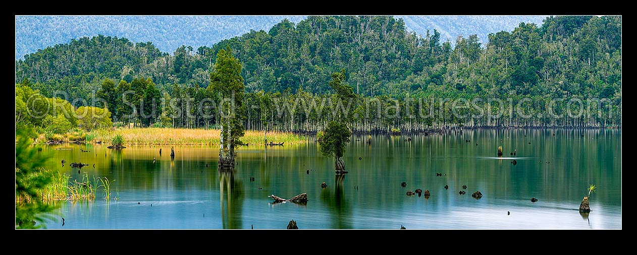 Image of Lake Poerua lined with Kahikatea (Dacrycarpus dacrydioides) forest, under Mount Te Kinga (1204m). Hohonu Forest behind. Calm lake surface. West coast or Westland panorama, Inchbonnie, Grey District, West Coast Region, New Zealand (NZ) stock photo image