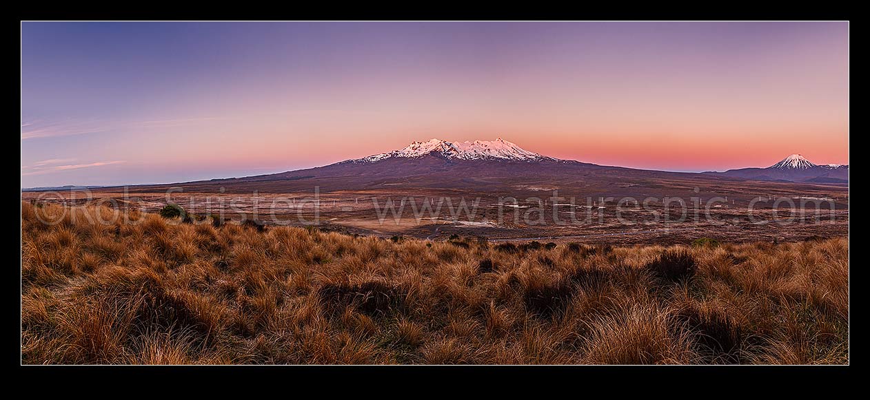 Image of Mt Ruapehu with dawn first light. Rangipo Desert, red tussock, and State highway one (SH1, Desert Road) in foreground. Tongariro National Park. Panorama, Waiouru, Ruapehu District, Manawatu-Wanganui Region, New Zealand (NZ) stock photo image