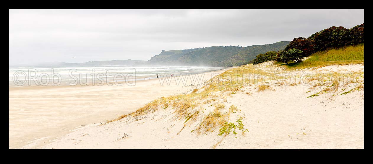 Image of Pakiri beach, looking east towards Okakari Point from the sand dunes. Panorama on a moody afternoon, Pakiri Beach, Rodney District, Auckland Region, New Zealand (NZ) stock photo image