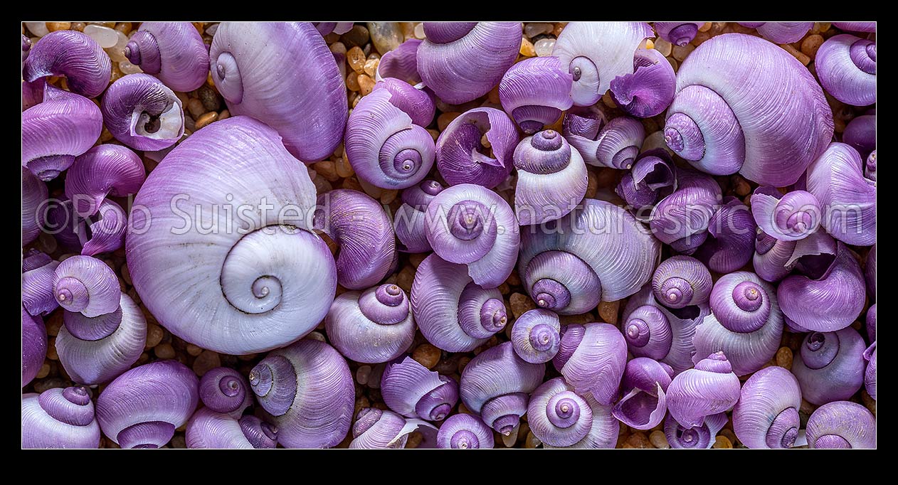 Image of Violet seashells, New Zealand native Glossy Violet Snail; Purple Sea Shell (Janthina (Violetta) globosa), a predator of the blue bottle jellyfish, Portuguese man o' war (Physalia physalis) . Texture and design on golden sand. Panorama, New Zealand (NZ) stock photo image