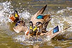 Mallard ducks mating