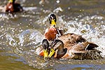 Mallard ducks mating