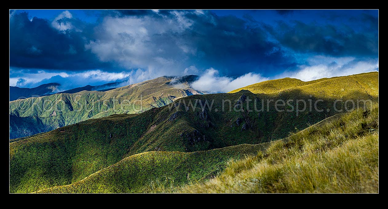 Image of Ruahine Range western ridgelines on the Whanahuia Range, in breaking weather. Hikurangi Range beyond. Alpine tussock tops and leatherwood band. Panorama, Ruahine Forest Park, Manawatu District, Manawatu-Wanganui Region, New Zealand (NZ) stock photo image