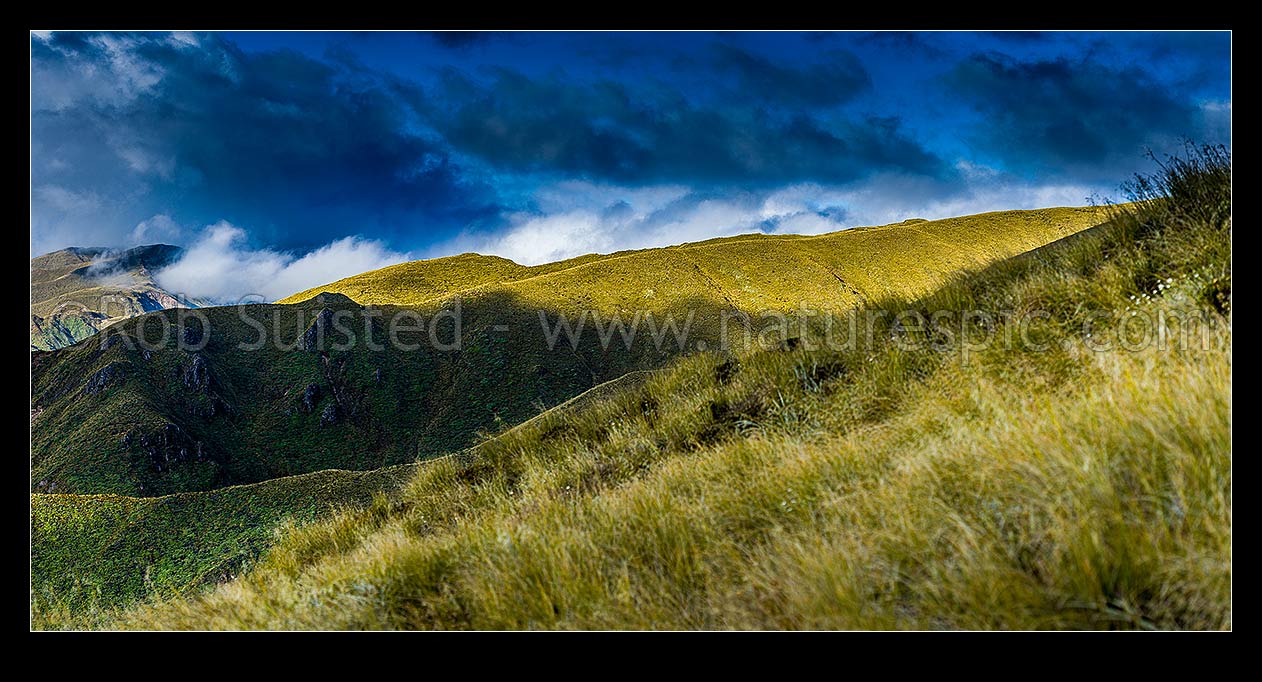 Image of Whanahuia Range in the western Ruahine Ranges. Alpine tussock tops in breaking weather and sunlit. Panorama, Ruahine Forest Park, Manawatu District, Manawatu-Wanganui Region, New Zealand (NZ) stock photo image