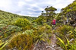 Ruahine Ranges tramping