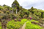 Ruahine Ranges tramping