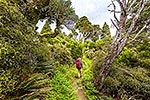 Ruahine Ranges tramping