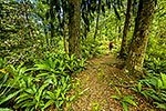 Tramping, Ruahine Forest Park