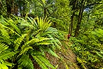 Tramping, Ruahine Forest Park