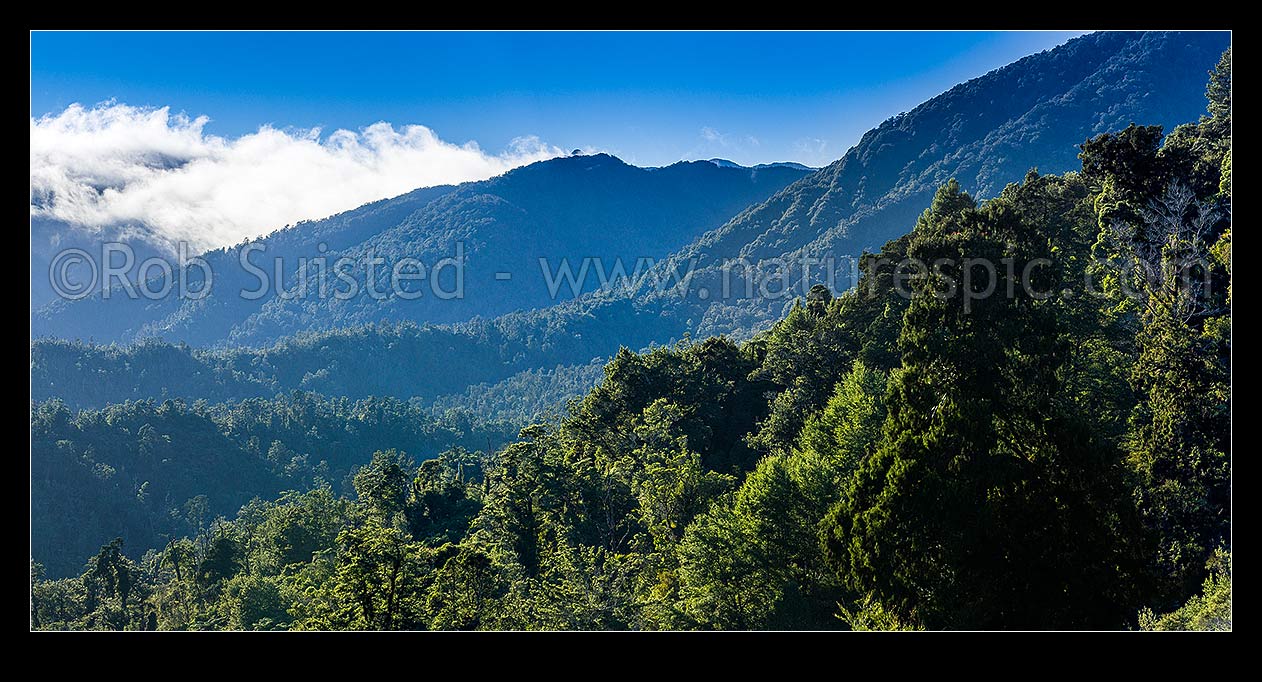 Image of Scarlett and Radiant Ranges above the Little Wanganui River and the Karamea and Mokihinui Forests. Panorama with inversion cloud topping the peaks, Little Wanganui,  Karamea, Buller District, West Coast Region, New Zealand (NZ) stock photo image