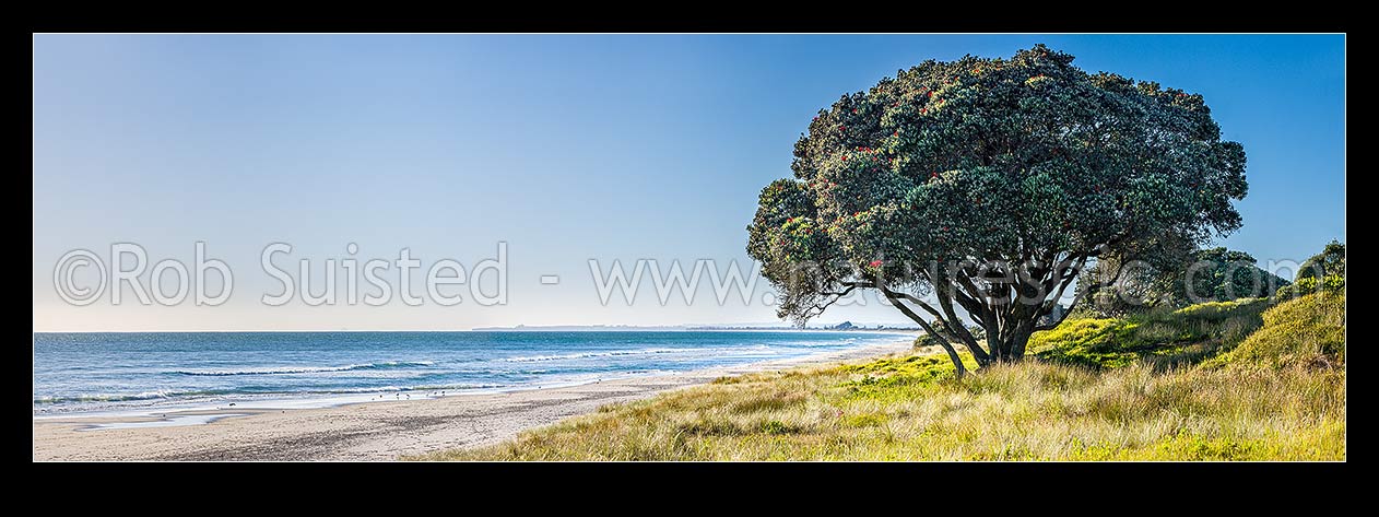 Image of Papamoa Beach with pohutukawa tree in sand dunes. Blue sky panorama, Papamoa Beach, Tauranga District, Bay of Plenty Region, New Zealand (NZ) stock photo image