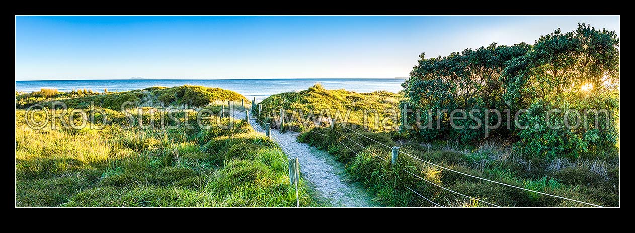 Image of Papamoa Beach access trail through sand dunes at sunrise, with Pohutukawa trees glowing golden. Panorama, Papamoa Beach, Tauranga District, Bay of Plenty Region, New Zealand (NZ) stock photo image