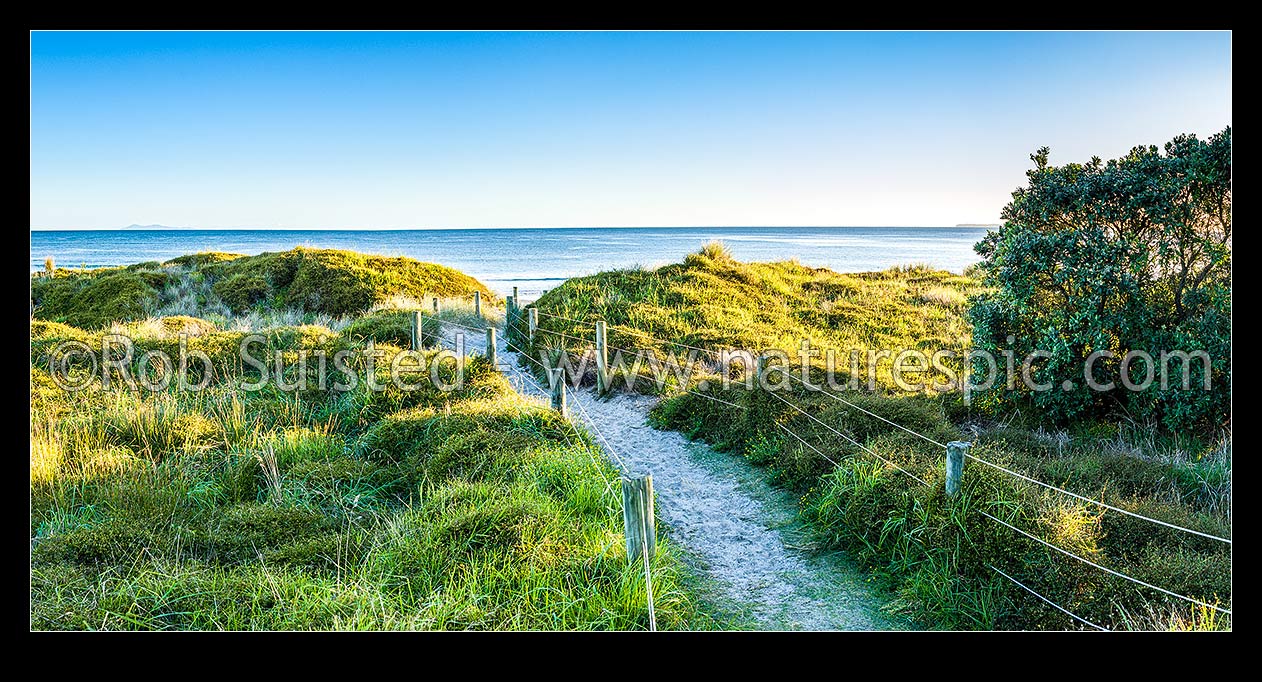 Image of Papamoa Beach access trail through sand dunes at sunrise, with Pohutukawa trees. Panorama, Papamoa Beach, Tauranga District, Bay of Plenty Region, New Zealand (NZ) stock photo image