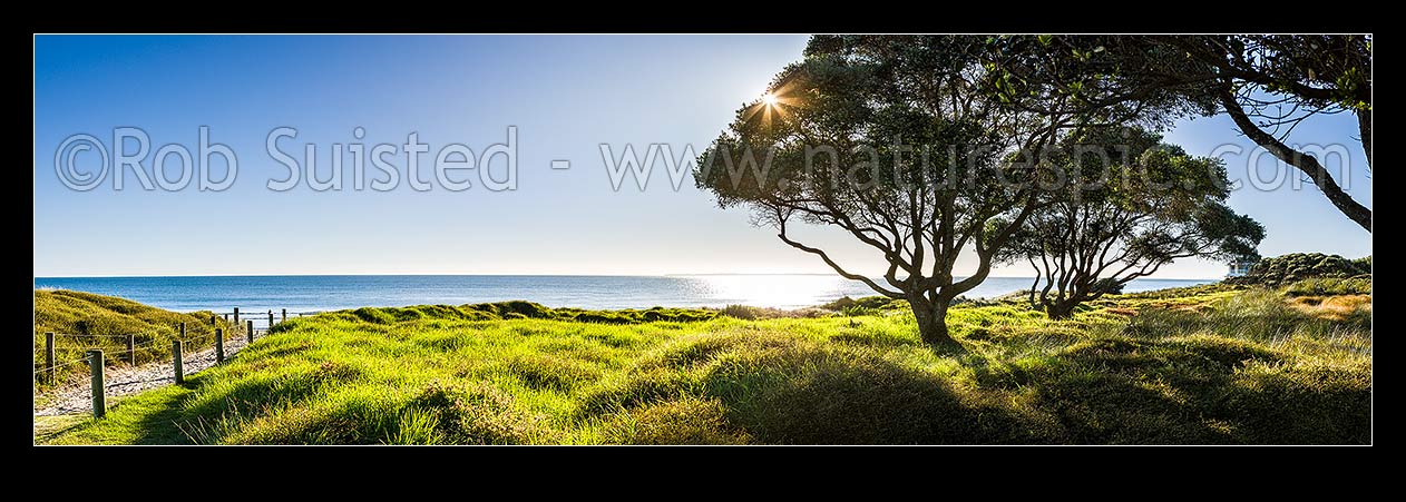 Image of Papamoa Beach and pohutukawa trees in lush morning sunlight. Panorama, Papamoa Beach, Tauranga District, Bay of Plenty Region, New Zealand (NZ) stock photo image