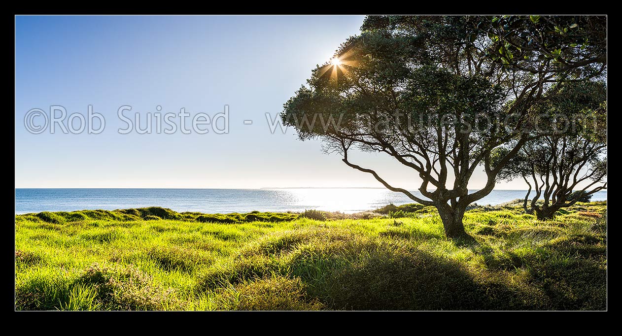 Image of Papamoa Beach and pohutukawa trees in lush morning sunlight. Panorama, Papamoa Beach, Tauranga District, Bay of Plenty Region, New Zealand (NZ) stock photo image