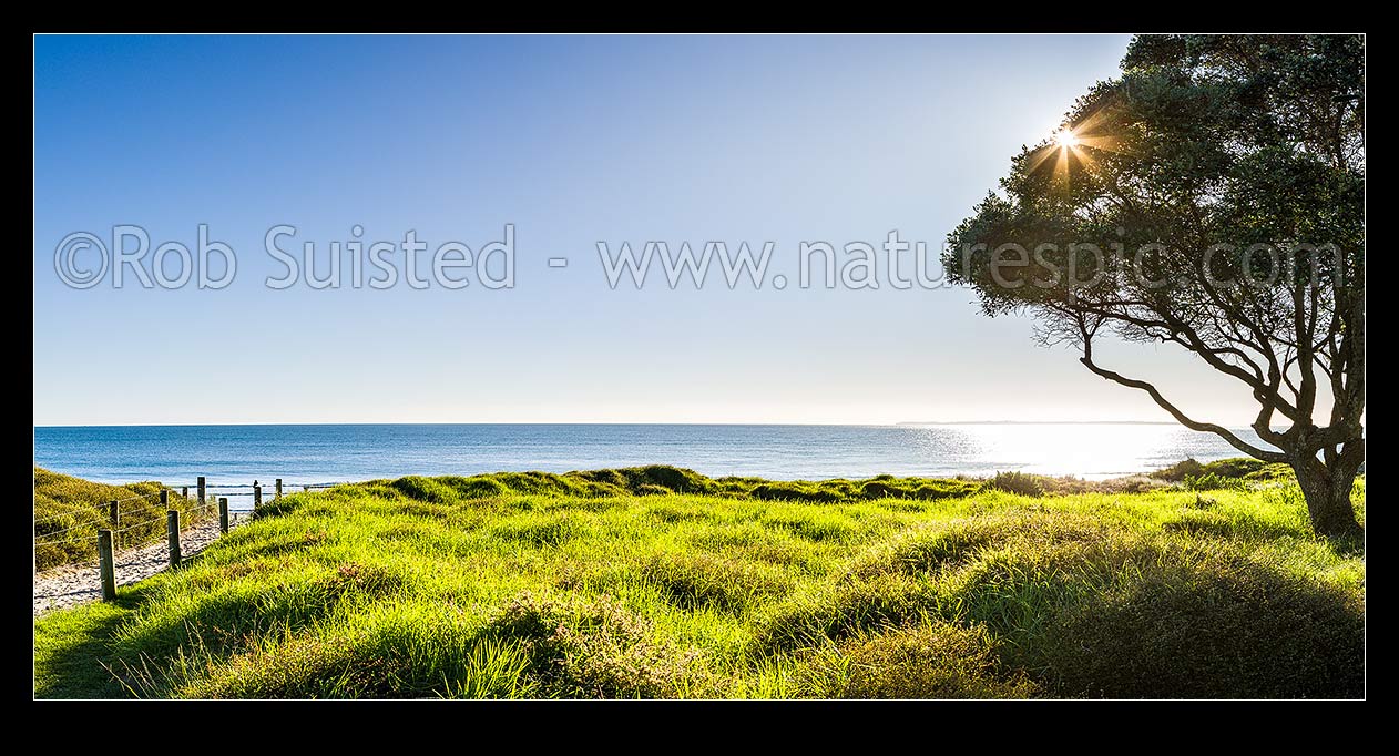 Image of Papamoa Beach and pohutukawa trees in lush morning sunlight. Panorama, Papamoa Beach, Tauranga District, Bay of Plenty Region, New Zealand (NZ) stock photo image