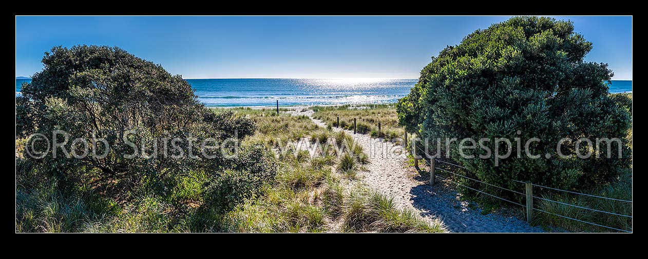 Image of Papamoa Beach and sand dunes access trail through sand dunes amongst pohutukawa trees. Panorama, Papamoa Beach, Tauranga District, Bay of Plenty Region, New Zealand (NZ) stock photo image