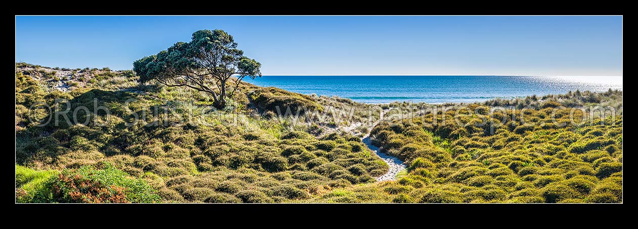 Image of Papamoa Beach and sand dunes with an access trail winding through sand dunes past pohutukawa tree. Panorama, Papamoa Beach, Tauranga District, Bay of Plenty Region, New Zealand (NZ) stock photo image