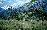 Jersey cows, Southern Alps