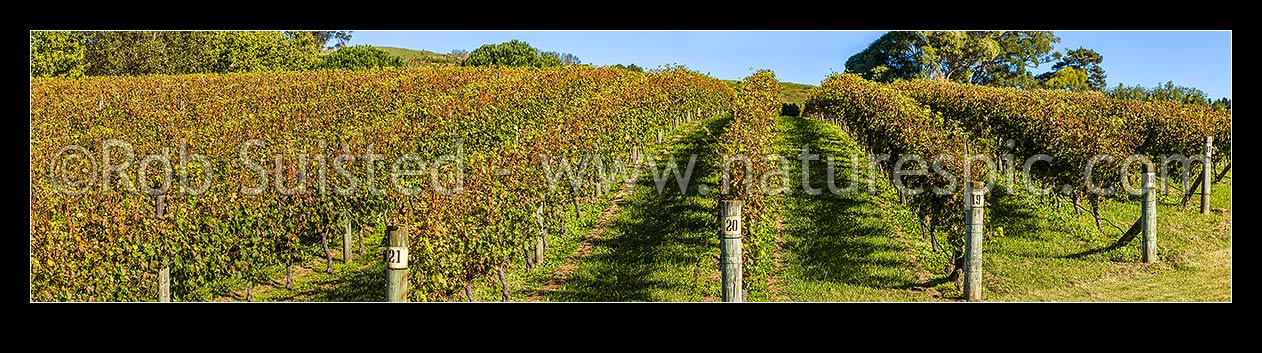 Image of Grapevines in vineyard. Vine rows in early autumn. Panorama, Havelock North, Hastings District, Hawke's Bay Region, New Zealand (NZ) stock photo image