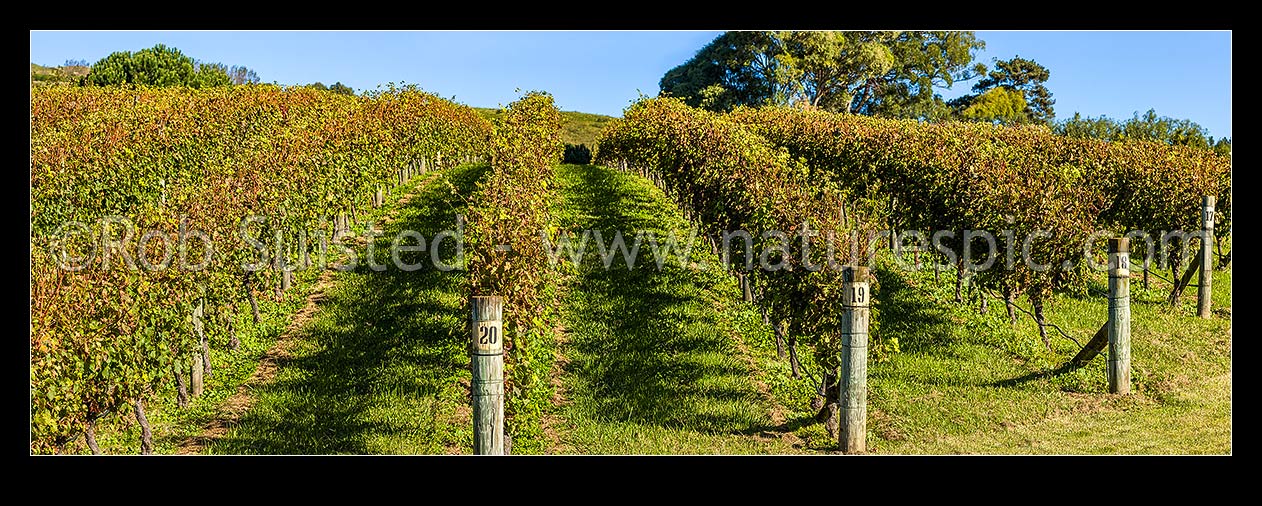 Image of Grapevines in vineyard. Vine rows in early autumn. Panorama, Havelock North, Hastings District, Hawke's Bay Region, New Zealand (NZ) stock photo image