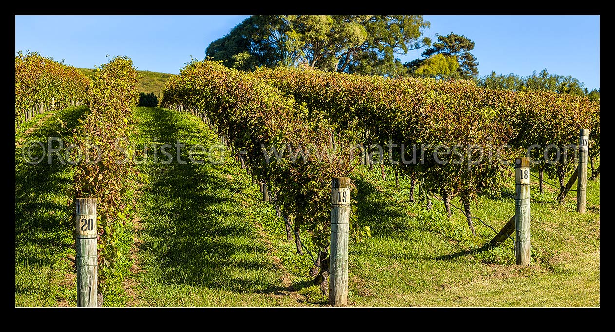 Image of Grapevines in vineyard. Vine rows in early autumn. Panorama, Havelock North, Hastings District, Hawke's Bay Region, New Zealand (NZ) stock photo image