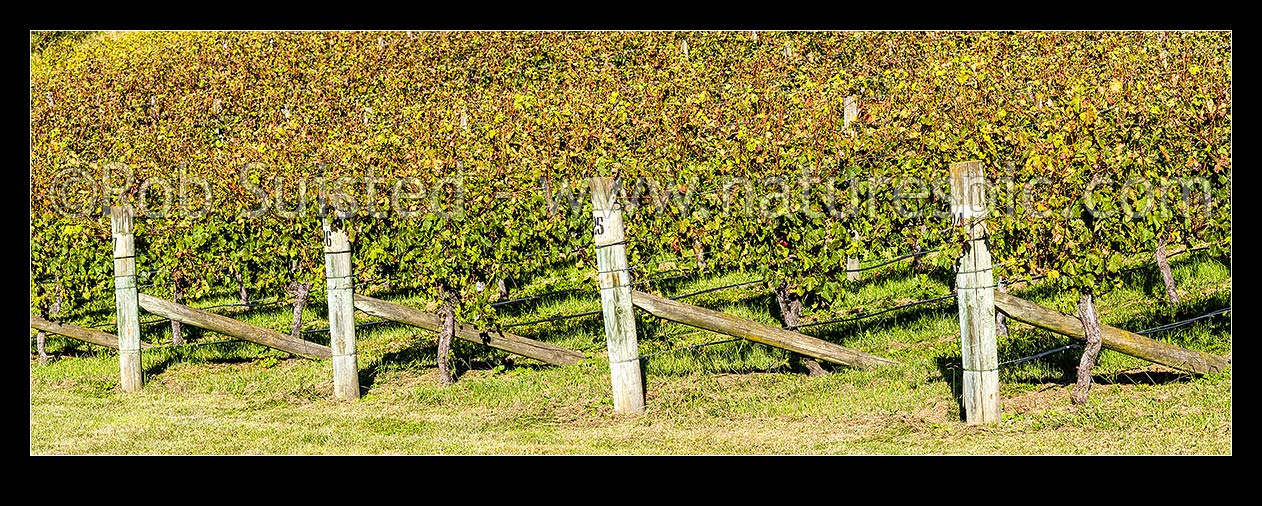 Image of Vineyard rows of grapevines. Early autumn. Panorama, Havelock North, Hastings District, Hawke's Bay Region, New Zealand (NZ) stock photo image