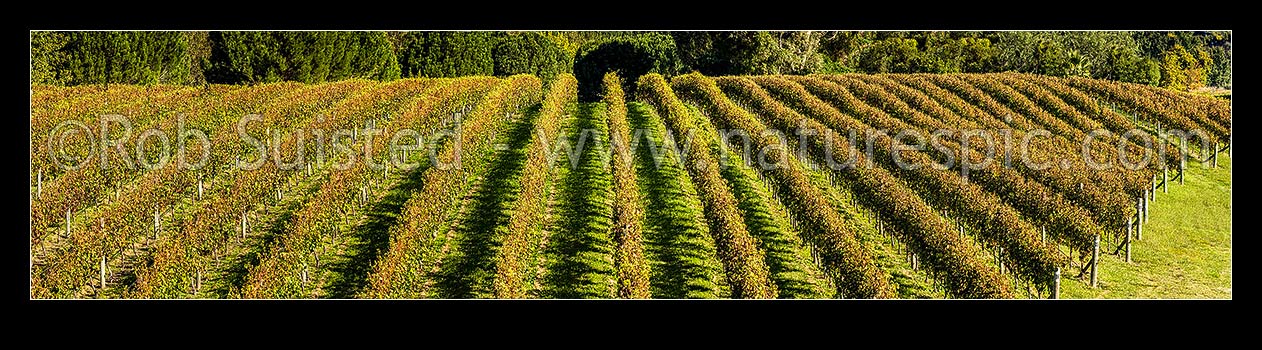 Image of Grapevines in vineyard. Vine rows in early autumn. Panorama, Havelock North, Hastings District, Hawke's Bay Region, New Zealand (NZ) stock photo image