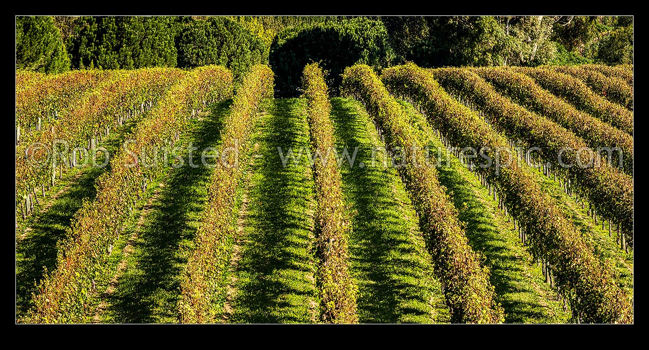 Image of Grapevines in vineyard. Vine rows in early autumn. Panorama, Havelock North, Hastings District, Hawke's Bay Region, New Zealand (NZ) stock photo image