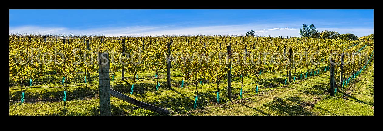 Image of Young grapevines in vineyard, back lit by early autumn sunlight. Panorama, Havelock North, Hastings District, Hawke's Bay Region, New Zealand (NZ) stock photo image