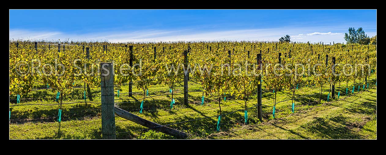 Image of Young grapevines in vineyard, back lit by early autumn sunlight. Panorama, Havelock North, Hastings District, Hawke's Bay Region, New Zealand (NZ) stock photo image