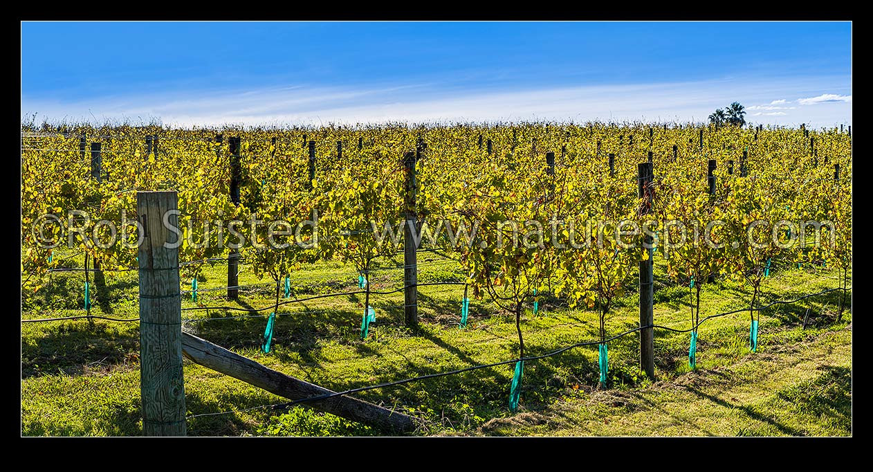 Image of Young grapevines in vineyard, back lit by early autumn sunlight. Panorama, Havelock North, Hastings District, Hawke's Bay Region, New Zealand (NZ) stock photo image