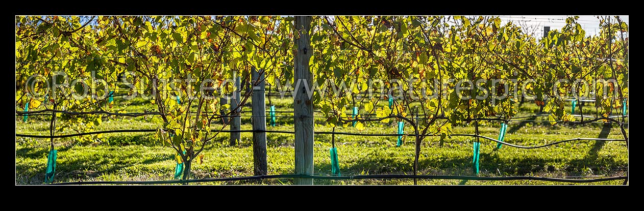 Image of Young grapevines in vineyard, back lit by early autumn sunlight. Panorama, Havelock North, Hastings District, Hawke's Bay Region, New Zealand (NZ) stock photo image