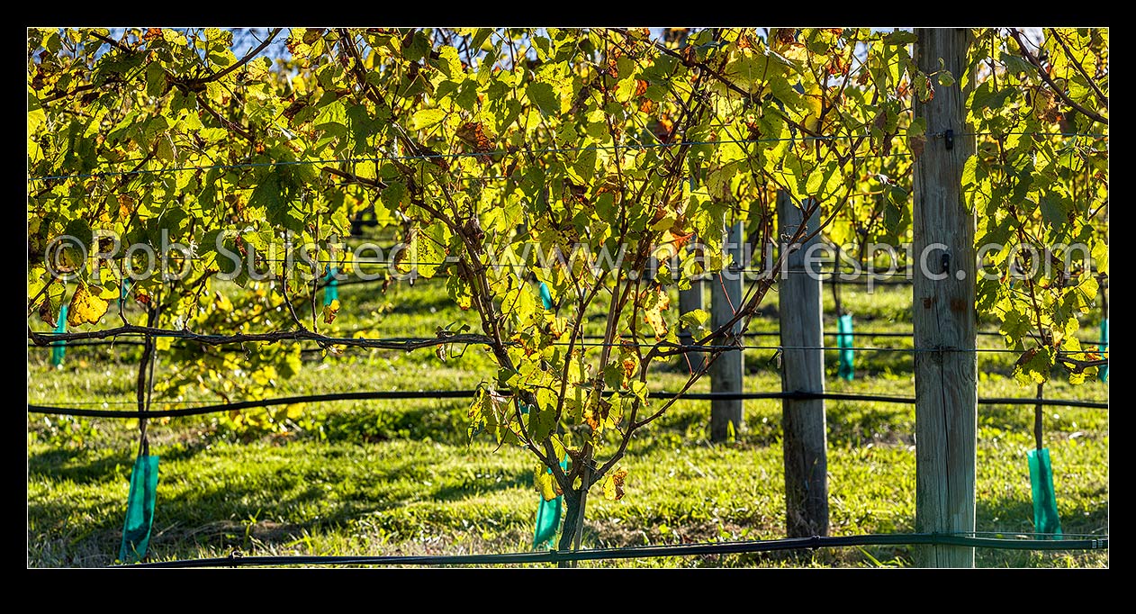 Image of Young grapevines in vineyard, back lit by early autumn sunlight. Panorama, Havelock North, Hastings District, Hawke's Bay Region, New Zealand (NZ) stock photo image