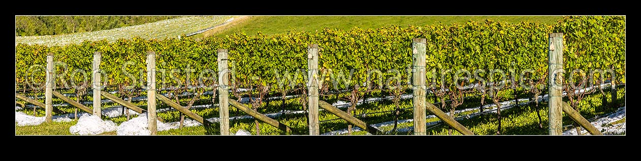 Image of Grapevine rows in vineyard, uncovered with netting for harvesting. Mid Autumn. Panorama, Havelock North, Hastings District, Hawke's Bay Region, New Zealand (NZ) stock photo image