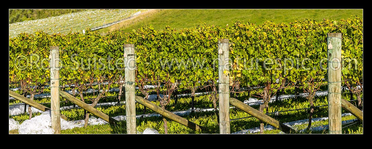 Image of Grapevine rows in vineyard, uncovered with netting for harvesting. Mid Autumn. Panorama, Havelock North, Hastings District, Hawke's Bay Region, New Zealand (NZ) stock photo image