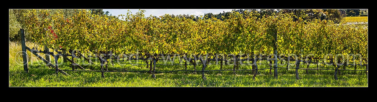 Image of Grape vineyard with grape leaves backlit by mid autumn sunlight, around harvest time. Panorama, Havelock North, Hastings District, Hawke's Bay Region, New Zealand (NZ) stock photo image