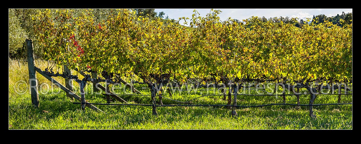 Image of Grape vineyard with grape leaves backlit by mid autumn sunlight, around harvest time. Panorama, Havelock North, Hastings District, Hawke's Bay Region, New Zealand (NZ) stock photo image