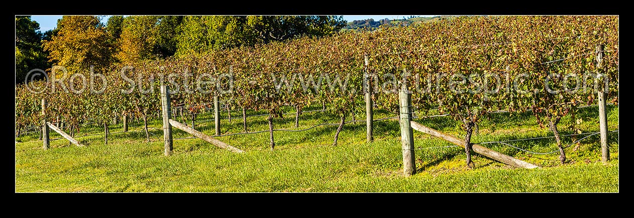 Image of Vineyard rows of grapevines. Early autumn. Panorama, Havelock North, Hastings District, Hawke's Bay Region, New Zealand (NZ) stock photo image