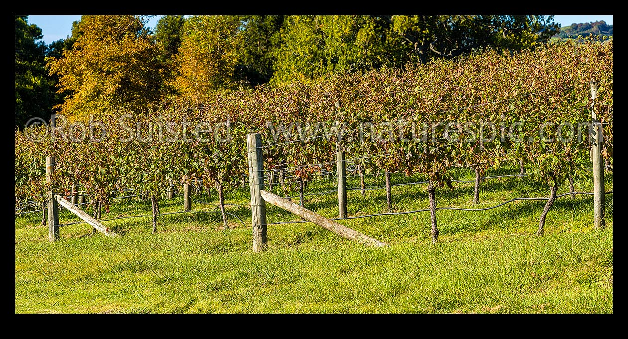 Image of Vineyard rows of grapevines. Early autumn. Panorama, Havelock North, Hastings District, Hawke's Bay Region, New Zealand (NZ) stock photo image