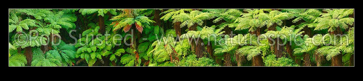 Image of New Zealand Tree ferns growing in abundance. Mostly soft tree ferns (Cyathea smithii) in a lush rainforest gully. Very large panorama file suitable for murals, New Zealand (NZ) stock photo image