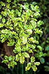 Akiraho leaves, Olearia sp.