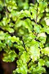 Akiraho leaves, Olearia sp.