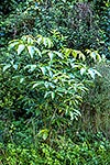 Pate leaves, Schefflera digitata