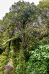 Kamahi Tree in forest