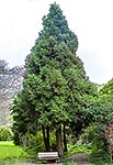 Japanese Cedar tree