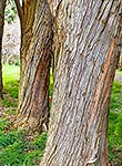 Messmate Stringyback tree bark